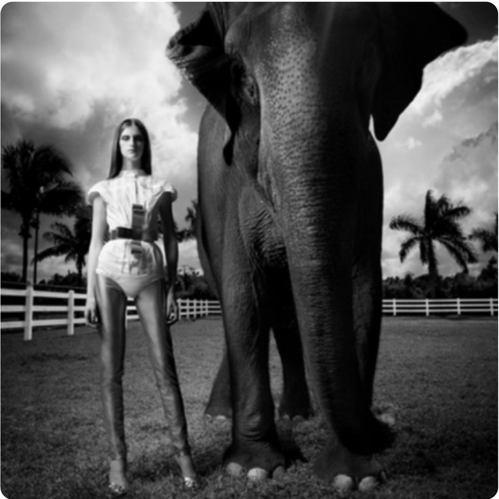 ELEPHANT