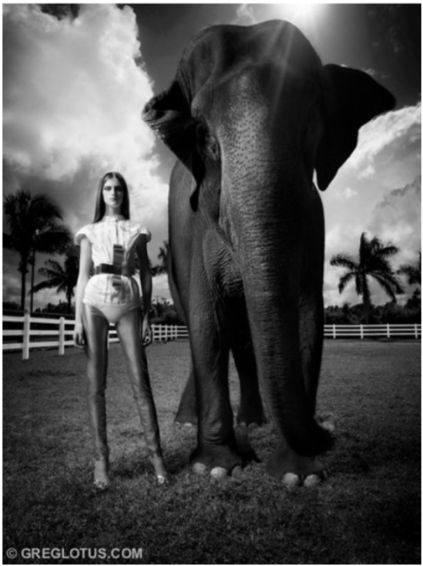 ELEPHANT
