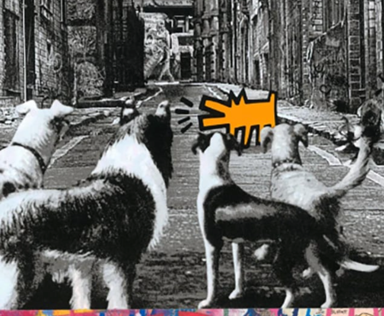Alley Dogs – Orange, 2022