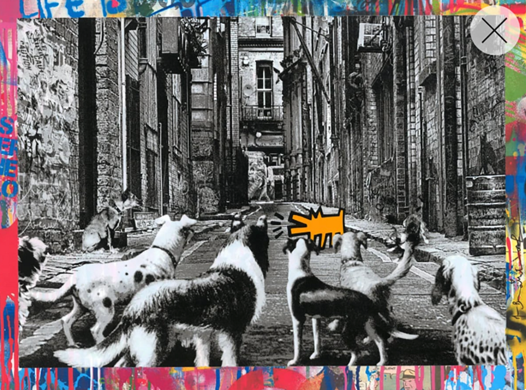 Alley Dogs – Orange, 2022
